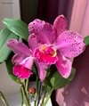Blc. Durigan 'Hercules